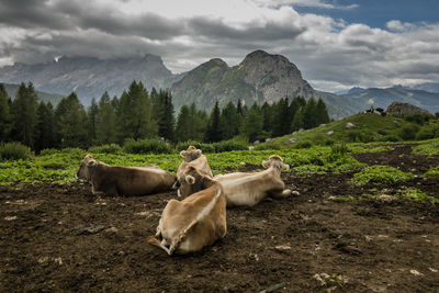 Horses on mountain against sky