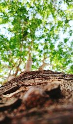 Low angle view of tree trunk