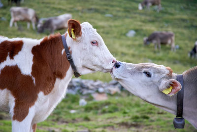 Side view of cows face to face at farm
