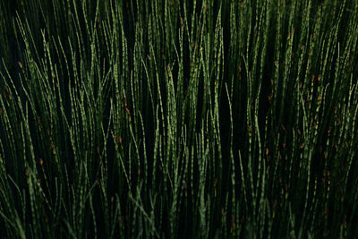 Full frame shot of grass