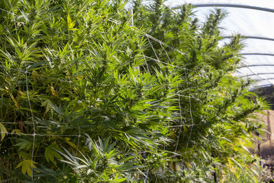 Close-up of plants growing on field