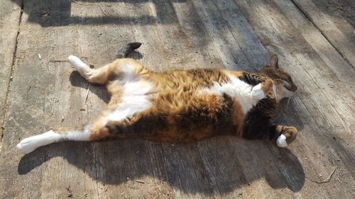 High angle view of cat lying down