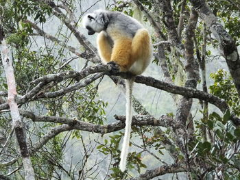 Low angle view of monkey sitting on tree