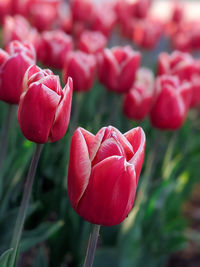 Close-up of red tulip
