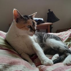 Cat resting on bed at home