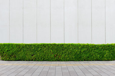 Plants growing on footpath against wall