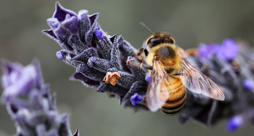 Close-up of bee pollinating on lavender
