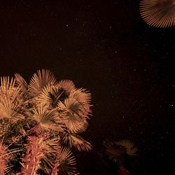 Low angle view of firework display against sky at night
