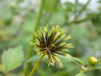 Close-up of flowering plant