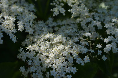 Close-up of white flowering plant