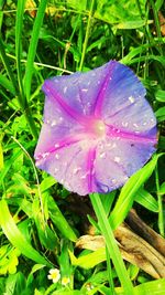 Close-up of water drops on purple flower