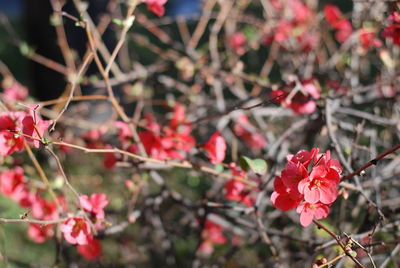 Close-up of pink flowers on tree