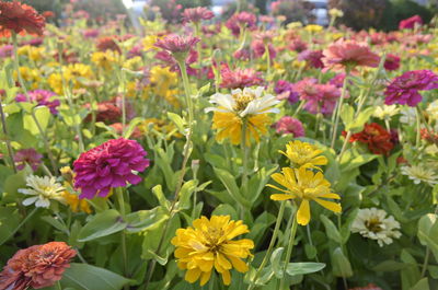 Close-up of fresh pink flowers in park