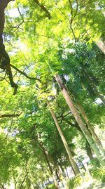 Low angle view of trees in forest