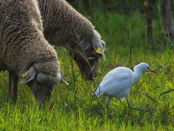 Sheep in a field