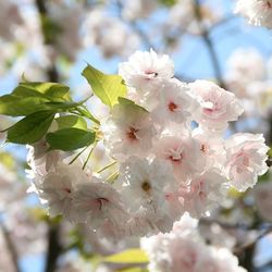 Cherry blossoms in spring