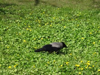 High angle view of bird perching on flower field