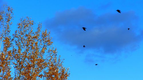 Low angle view of birds flying in sky