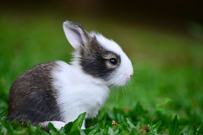 Close-up of an animal on field