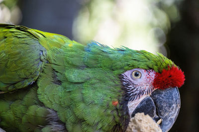 Close-up of parrot