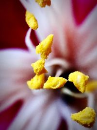 Close-up of yellow flower blooming outdoors