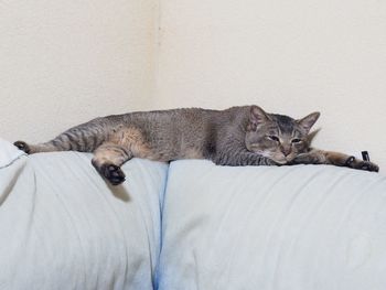 Cat lying on bed at home