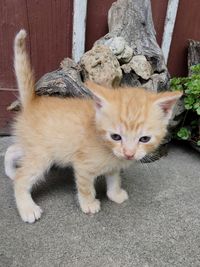 Portrait of kitten on carpet