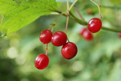 Close-up of cherries growing on plant