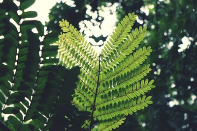 Low angle view of fern leaves on tree