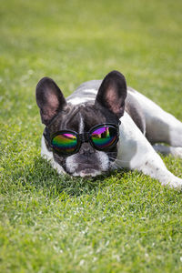 A cute black and white french bulldog dog head portrait with cute expression in the wrinkled face.