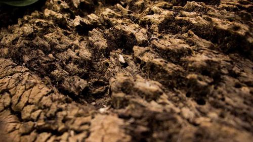 Extreme close up of tree trunk