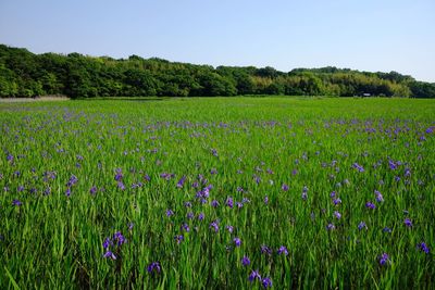 Scenic view of field against clear sky