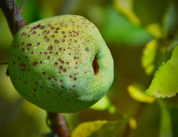 Close-up of fruits on tree