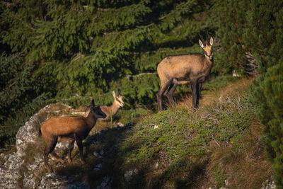 Deer standing in a forest