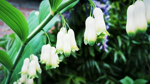 Close-up of white flowers blooming outdoors