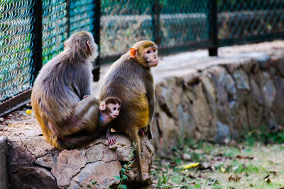 Close-up of monkey sitting on wood