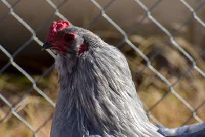 Close-up of a bird on a fence