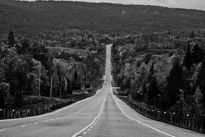 Empty road along trees and plants in city