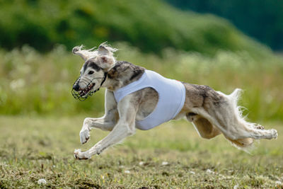 Saluki dog lifted off the ground during the dog racing competition running straight into camera