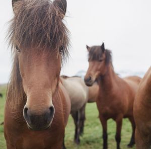 Horses in the field