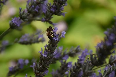 Close-up of bee pollinating on lavender