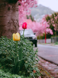 Close-up of pink tulip flowers