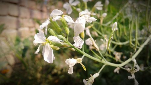 Close-up of white flowers