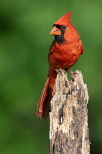 A northern cardinal perched in the summer sun