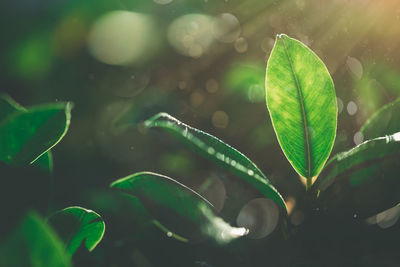 Close-up of raindrops on leaves