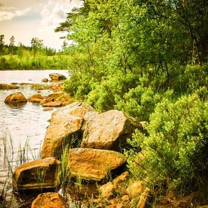 Scenic view of river in forest against sky