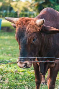 Close-up of cow