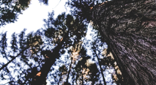 Low angle view of trees against sky