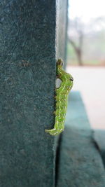 Close-up of caterpillar on wall