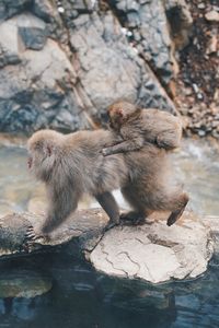 Monkey sitting on rock